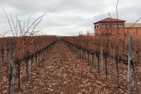 Valtravieso "Vino de Finca" 2021